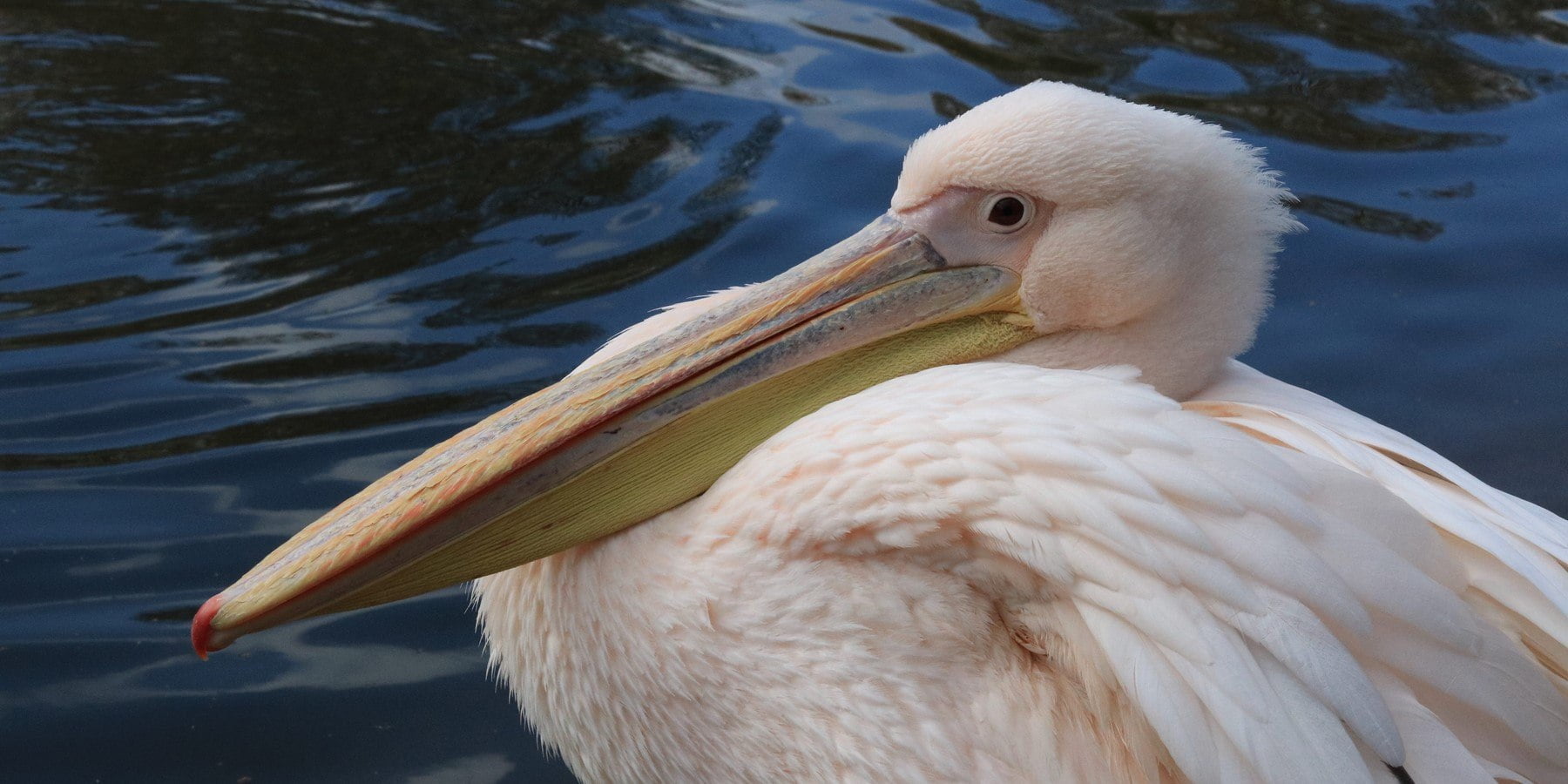 pelican