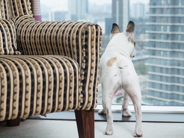 staybridge suites dog