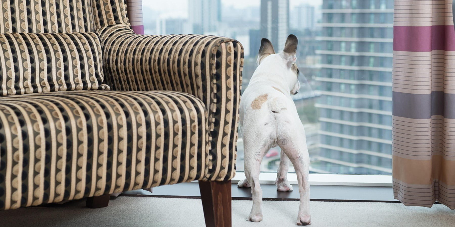 staybridge suites dog