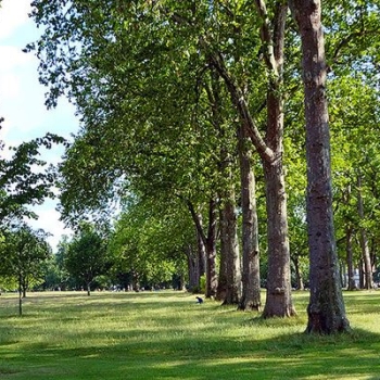 Hyde Park trees in summer