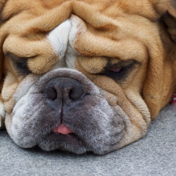 DogWithChinOnPavement