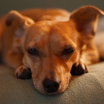 adorable-animal-asleep-1178758