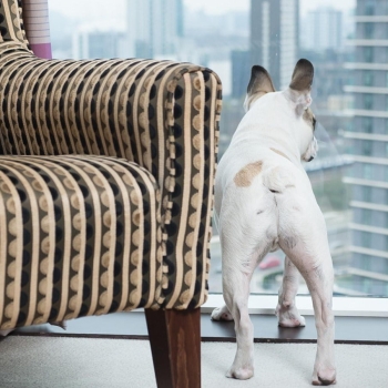 staybridge suites dog